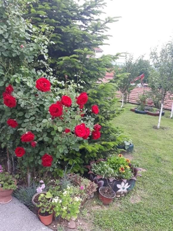 Apartman Drina Berilovac Zewnętrze zdjęcie